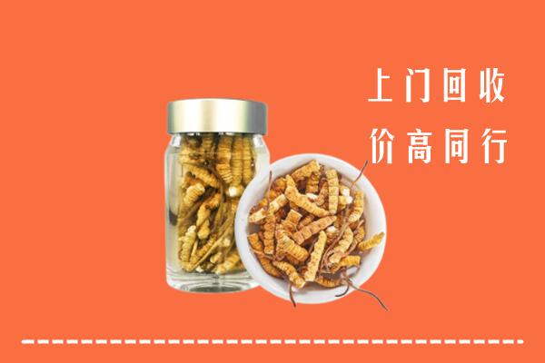 察哈尔右翼中旗回收冬虫夏草